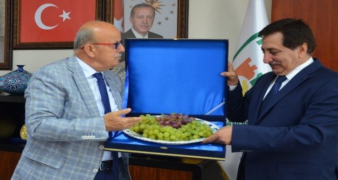 Valiye çinide üzüm