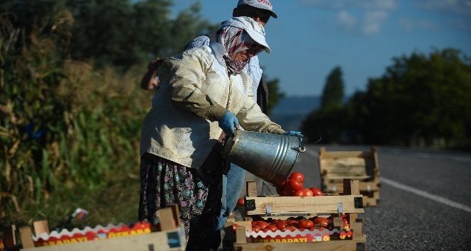 (Özel Haber) Domates doları solladı