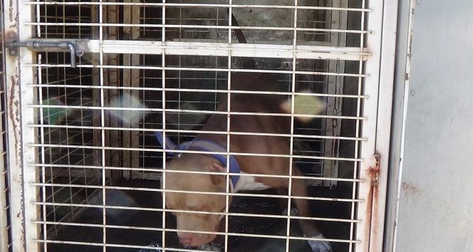 İnegöl'de pitbull paniği