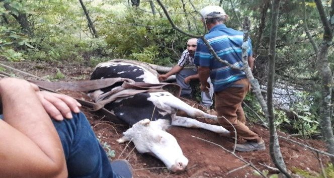 Uçuruma düşen ineği kurtarma operasyonu