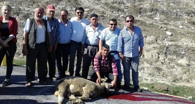 Köye asfalt geldi köylüler kurban kesti