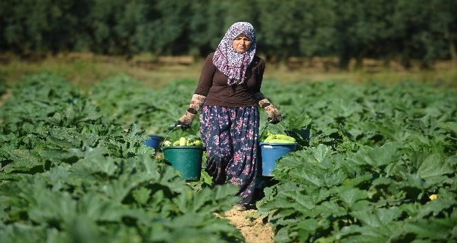 (Özel Haber) İznik'in kabakları Almanya'ya ihraç ediliyor