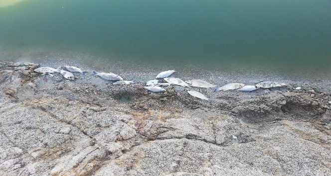 Büyükorhan'da toplu balık ölümleri korkuttu