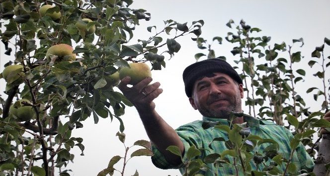 (Özel Haber) Bu armudun tanesi 1 kilo geliyor