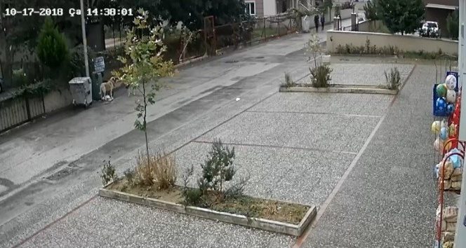 12 yaşındaki çocuğu köpeğin ısırmasında yeni gelişme