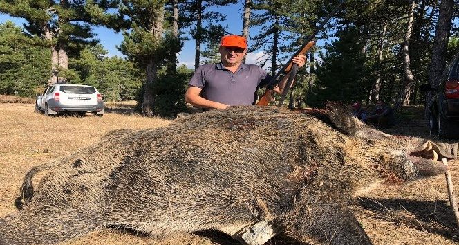 (Özel Haber) Bursa'nın dağ yörelerini domuzlar bastı