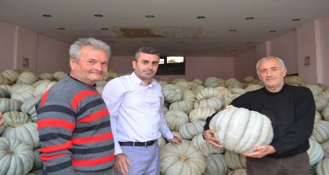 (Özel) Kestane kabağı çiftçinin yüzünü güldürdü