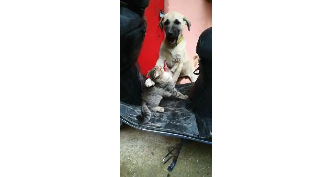 Kedi ve köpeğin dostluğu insanlara ders verdi