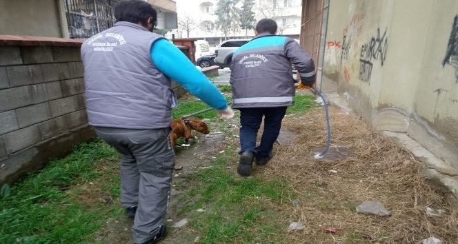 Başıboş pitbull belediye ekipleri tarafından yakalandı