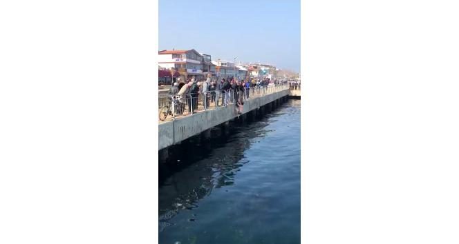 Denize düşen kediyi buz gibi suya girerek kurtardı