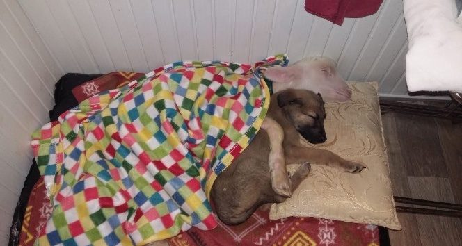 Köpek ile kuzu kucak kucağa uyuyor
