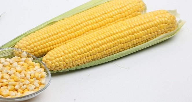 MAY Tohum tatlı mısır tohumuyla üreticinin gözdesi