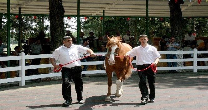 TİGEM'in tayları görücüye çıkıyor