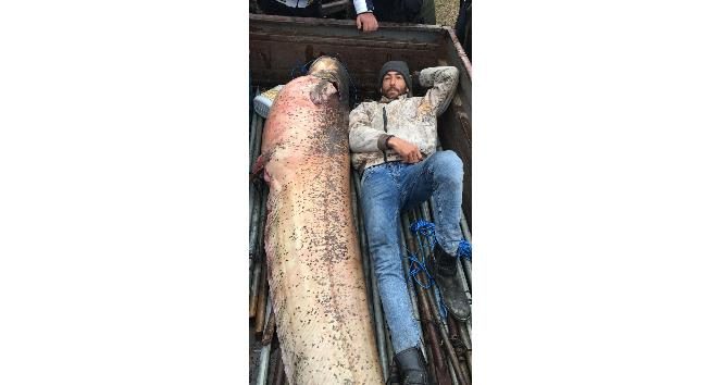 120 kiloluk yayın balığının yanında yattılar