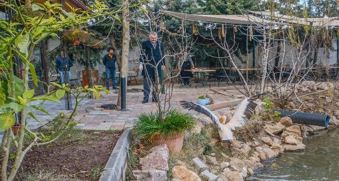 Yaralı ak pelikana Karacabey kucak açtı
