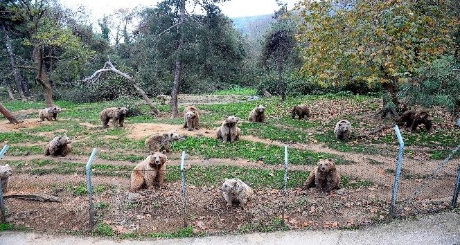Ayıları kış uykusu tutmadı