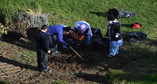 Osmangazi'ye 220 bin kış çiçeği