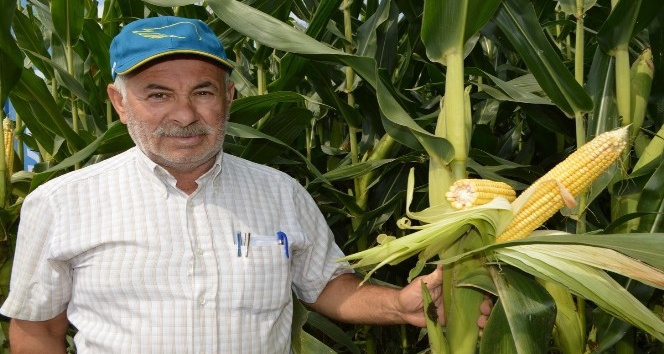 Silâjlık mısırlar biçiliyor