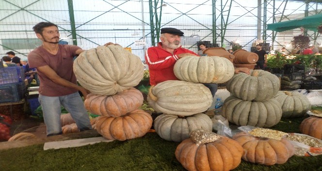 Dev kabaklar ilgi görüyor