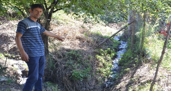Mahallenin kanalizasyonu ağaçları kuruttu