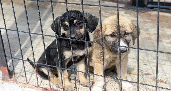 Can dostları sahiplerini bekliyor