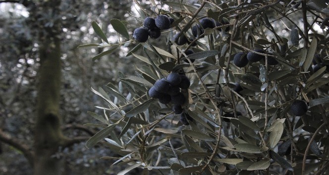 Dünyanın en kaliteli sofralık zeytinlerinin hasadı başladı
