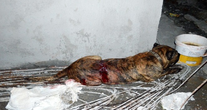 Kadını ve köpeğini kurtarmak isteyen mahalleli saldırgan köpeği bıçakladı