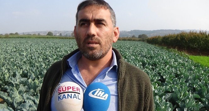 (Özel) Karnabahar, lahana ve brokolide rekolte sevindiriyor