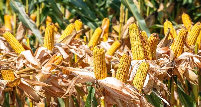 Silajlık mısır çeşitleri çiftçilere kazandırıyor