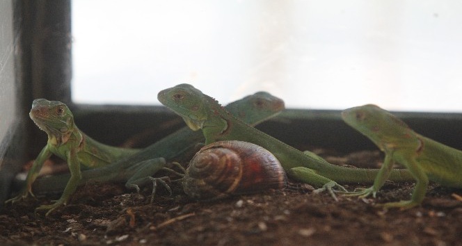 Bir batında 29 yavru doğurdu