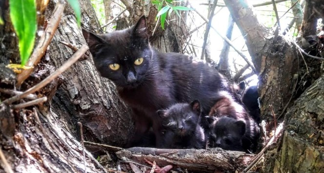 O kedi yavrularını korumak isterken öldü