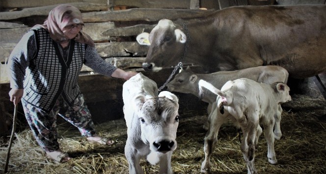 Yüzlerce yıldır hayvan bakılan köyde ilk defa böyle bir doğum gerçekleşti