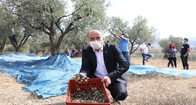 Mudanya Belediyesi’nden zeytin üreticisine destek