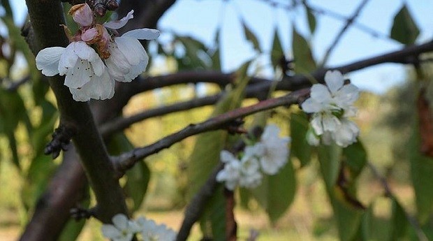 Bursa’da kiraz ağacı kasım ayında çiçek açtı